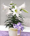silk plant cleaners