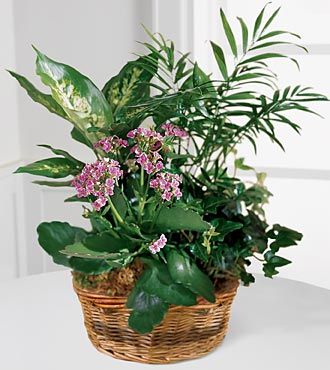 FTD French Garden
