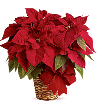 
The traditional holiday blooming plant, a Christmas Poinsettia with its dark leaves and deep red flowers, is the perfect gift for family and friends...
			