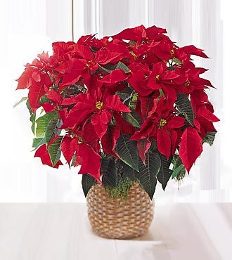 FTD Red Poinsettia Basket - Large  - DELUXE