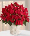
The traditional holiday blooming plant, a Christmas Poinsettia with its dark leaves and deep red flowers, is the perfect gift for family and friends...
			