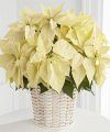 
The elegant winter white poinsettia is a lovely variation to a classic holiday gift...
			