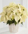 FTD� White Poinsettia Basket