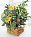 
Stems of yellow alstroemeria add sunny color to this basket of assorted green plants, which may include palm, pothos, or prayer plants...
			