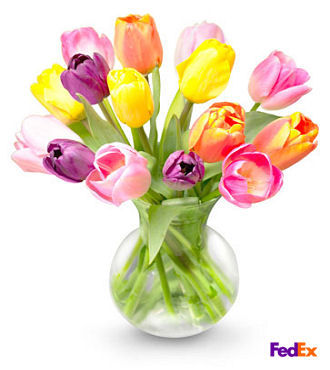 Mixed Tulip Bouquet in Vase - FedEx