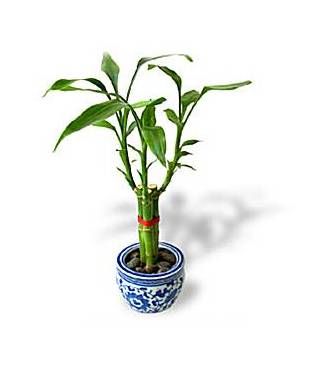 LUCKY BAMBOO - FedEx