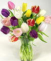 20 Stem Mixed Tulip Bouquet - FedEx