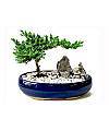 SHOGUN JUNIPER - FedEx