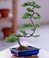 Deluxe Windswept Bonsai - FedEx