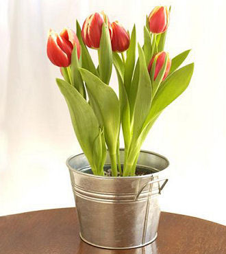 Potted Spring Tulips in Bucket - FedEx