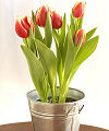Potted Spring Tulips in Bucket - FedEx