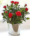 Mini Roses in Champagne Bucket - FedEx