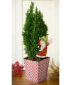 Candy Cane Christmas Tree - FedEx
