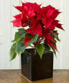 Modern Christmas Poinsettia - FedEx