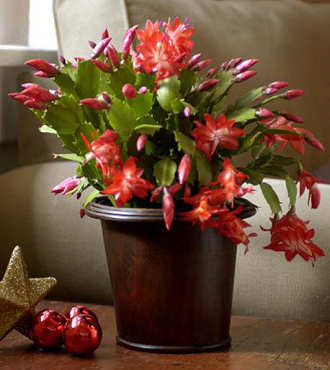 Holiday Sensation Christmas Cactus Plant - FedEx
