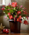 Holiday Sensation Christmas Cactus Plant - FedEx