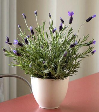 Lovely Lavender in Vanilla Glazed Ceramic Pot - FedEx