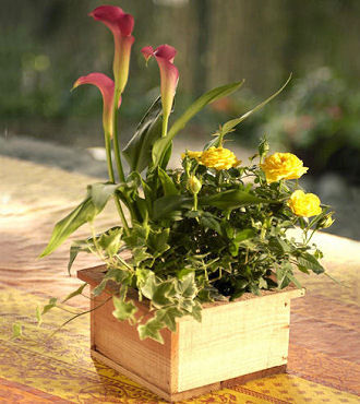 Spring Planter Box - FedEx