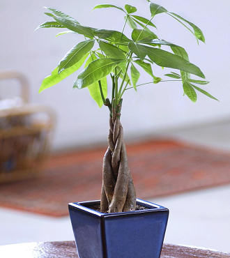 Braided Money Tree - FedEx