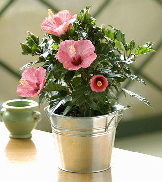 Tropical Hibiscus - FedEx