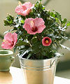 Tropical Hibiscus - FedEx