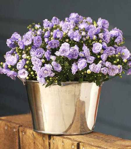 Campanula in Bucket - FedEx