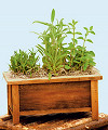 
Spice up your next meal with a supply of oregano, purple sage, and sweet basil...
			
