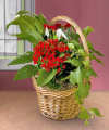 Christmas Treasures Holiday Blooming Basket - FedEx