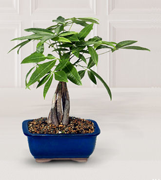 Fulfilling Fortune Money Tree - FedEx