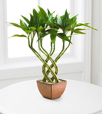 http://flowersfast.com/fdp127l.jpg