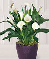 Hopeful Horizons Calla Lily Plant - FedEx