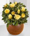 Autumn Beginnings Mini Rose Plant