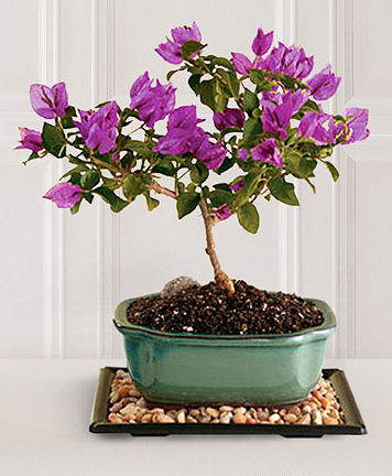 Spring Grace Bougainvillea Bonsai - FedEx