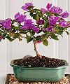 Go to Spring Grace Bougainvillea Bonsai - FedEx information page