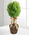 
They will find new heights of happiness with this beautiful lemon cypress topiary! A wonderful accent piece for any home or garden, this topiary arrives in a natural container and is accented with a s...
			