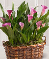 Go to Nature's Miracle Calla Lily Plant Duo - FedEx information page
