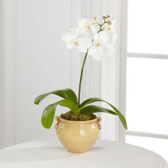 Soundless Serenity Orchid Plant - FedEx