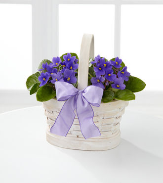 Sweetly Stunning African Violet Plant Duo - FedEx