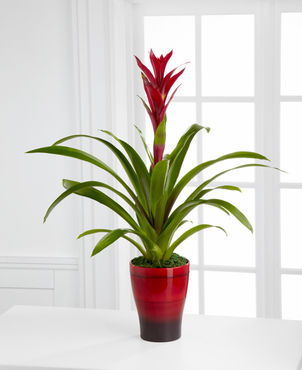 Splendid Dawn Bromeliad - FedEx