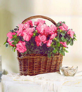 Azalea Basket - FedEx