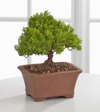 Peace and Harmony Juniper Bonsai - FedEx