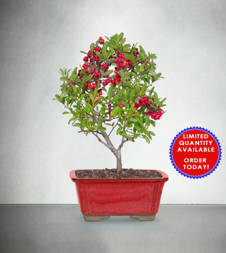 Berry Bright Holiday Bonsai - FedEx