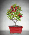 
A fun and unique way to spread your sweetest Season's Greetings! This Dwarf Pyracantha Bonsai displays clusters of red berries, which eventually bloom into starry white flowers, amongst lush petite gr...
			