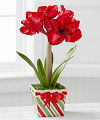 
Join in the excitement of the season with this exceptional amaryllis plant exuding the natural cheer of the holidays...
			