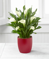 
Bright and beautiful, this white calla lily plant is a sophisticated offering of Christmas cheer...
			