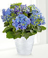 
FTD proudly presents the Better Homes and Gardens Best in Blue Hydrangea...
			