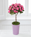 
FTD proudly presents the Better Homes and Gardens Heart's Opening Azalea Topiary...
			