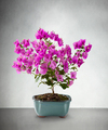 
FTD� presents the Better Homes and Gardens� Rare Beauty Bonsai...
			