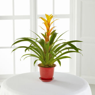 Better Homes and Gardens Summer Escape Bromeliad Plant - FedEx