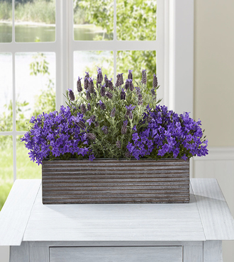 Purple in Bloom Windowbox by Better Homes and Gardens - FedEx
